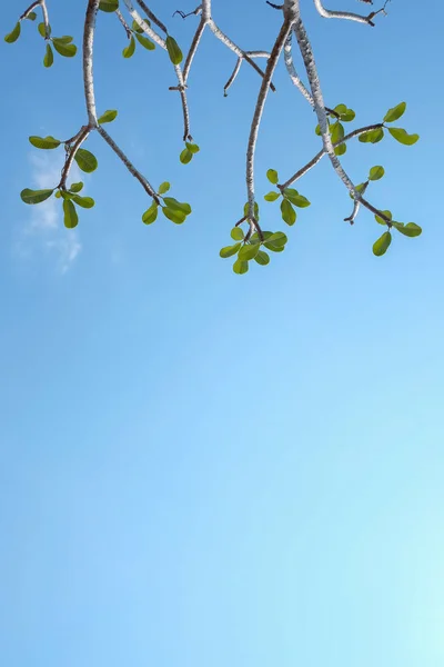 Plumeria Blätter mit dem Himmel — Stockfoto