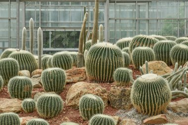 Kaktüs Kraliçe Sirikit Botanik Bahçesi içinde