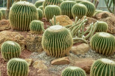 Kaktüs Kraliçe Sirikit Botanik Bahçesi içinde