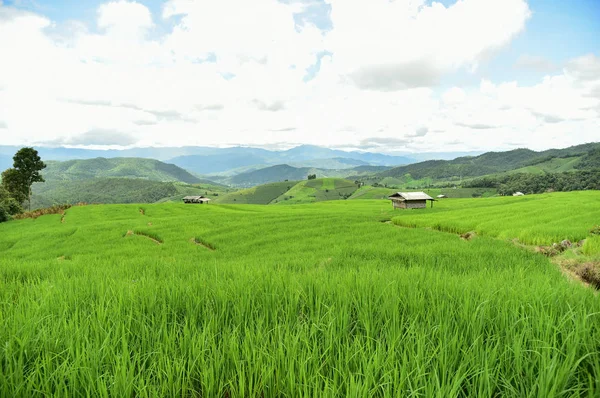 Grüne terrassenförmige Reisfelder im Dorf Pa Bong Piang — Stockfoto