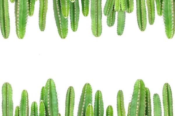 Cactus sur fond isolé — Photo