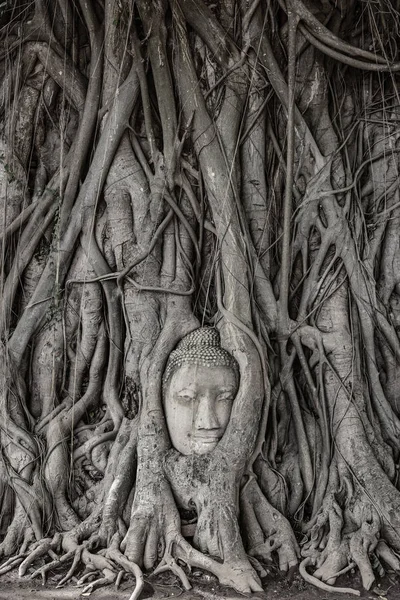 Head of Buddha statue in the tree roots — Stock Photo, Image