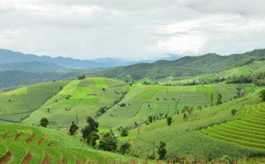 Yeşil teraslı pirinç alan Pa Bong Piang Köyü'nde