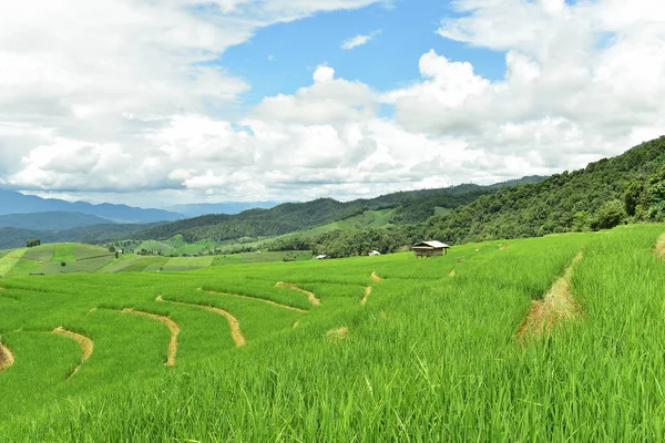 Campo de arroz con terrazas verdes en la aldea de Pa Bong Piang —  Fotos de Stock