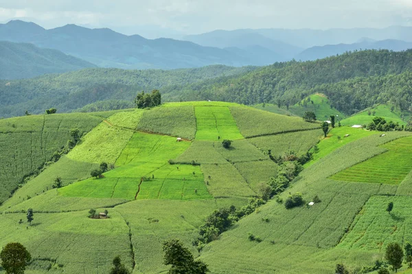 Agrarische landschap met groene velden op heuvels — Stockfoto