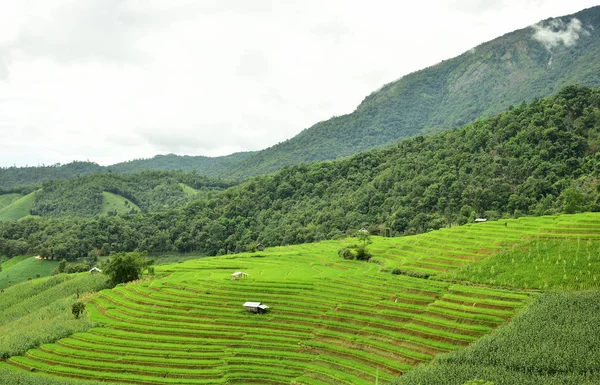 Campo di riso verde terrazzato al villaggio di Pa Bong Piang — Foto Stock