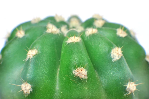Primo piano del cactus su fondo isolato — Foto Stock