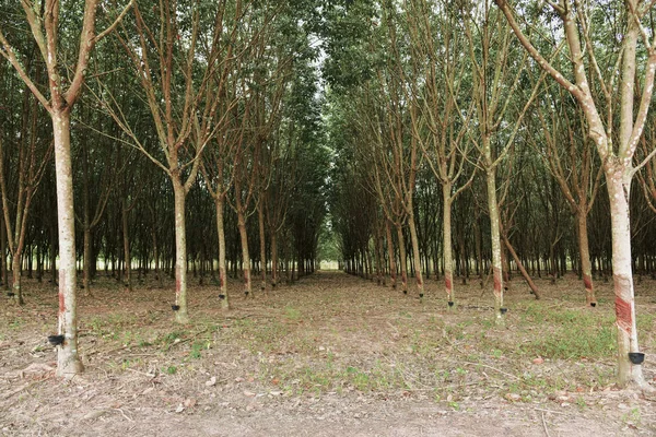 Plantage von Gummibäumen — Stockfoto