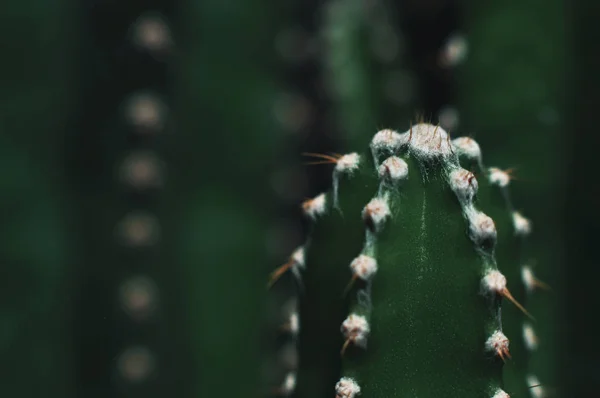 Close-up van cactus in de tuin — Stockfoto