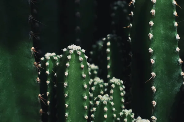 Primer plano de cactus en el jardín —  Fotos de Stock
