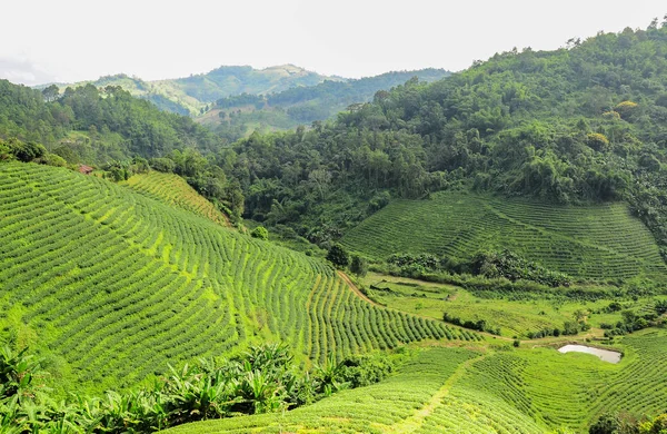 Theeplantages in Chiang Rai, — Stockfoto