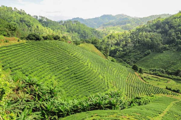Plantacje herbaty w Chiang Rai — Zdjęcie stockowe