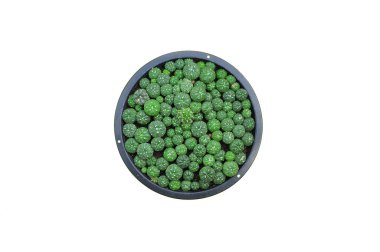 İzole arka planda kaktüs bitkileri