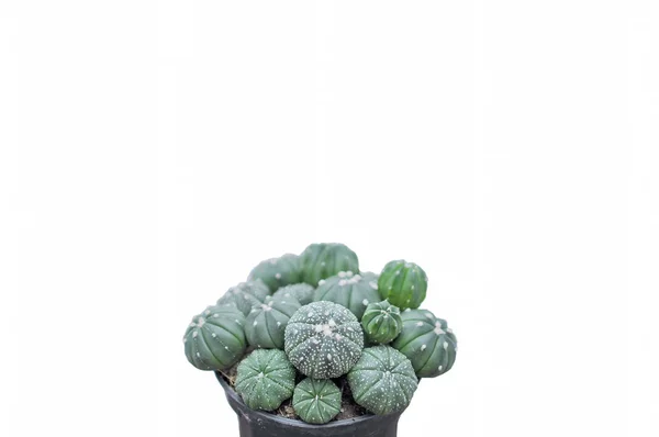 İzole arka planda kaktüs bitkileri — Stok fotoğraf