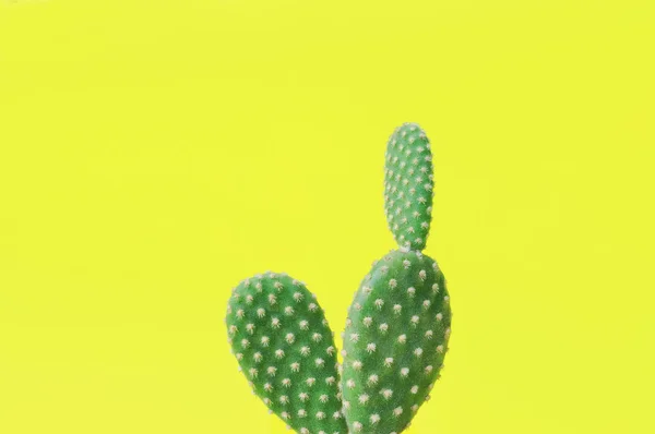 Close up of cactus plant on yellow background — Stock Photo, Image