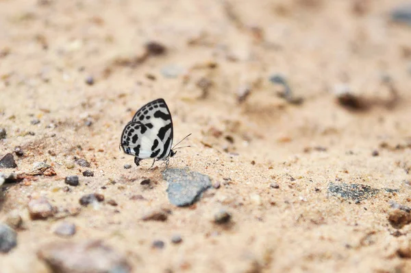 Motyl stojący na ziemi gleby — Zdjęcie stockowe