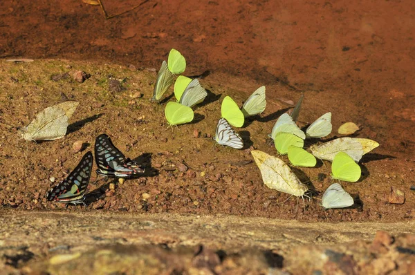 Butterflies standing on soil ground — Stock Photo, Image
