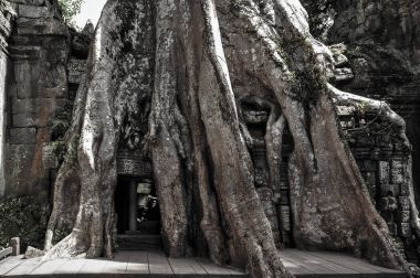 Ağaç kökleri kaplı Ta Prohm Tapınağı
