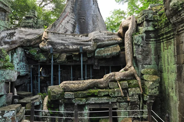 Ta Prohm temple covered in tree roots — Stock Photo, Image