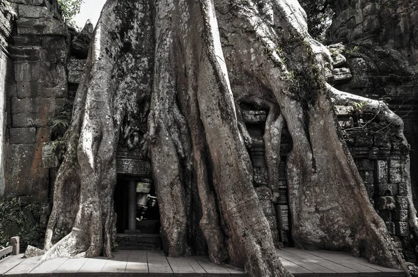 Ta Prohm temple covered in tree roots — Stock Photo, Image