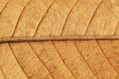 Kahverengi kuru yaprak dokusu yakın çekim