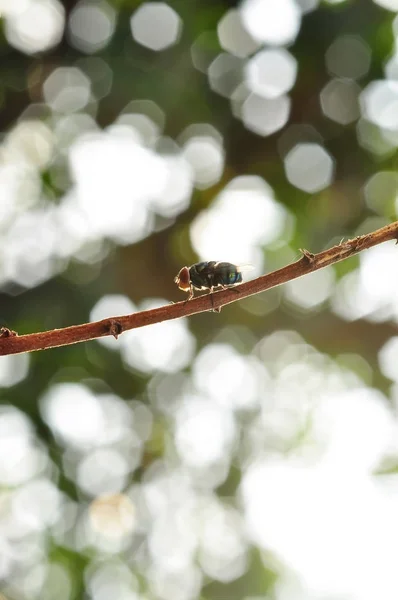 Zblízka fly na špejli — Stock fotografie