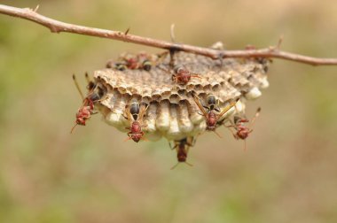 Arılara petek üzerinde closeup