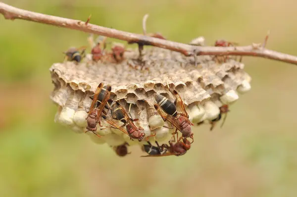Closeup of bees on honeycomb — Stock Photo, Image