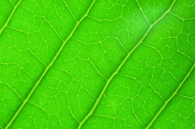 arka plan için yeşil yaprak dokusu