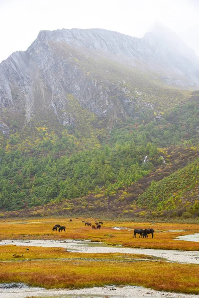 Caballos en el campo en la reserva nacional de Yading — Foto de Stock