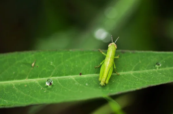 Primer plano de un saltamontes con gotas de agua en hoja verde —  Fotos de Stock