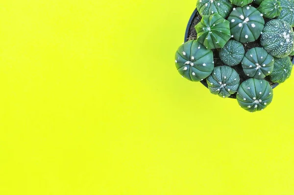 Colocación plana de plantas de cactus sobre fondo amarillo — Foto de Stock