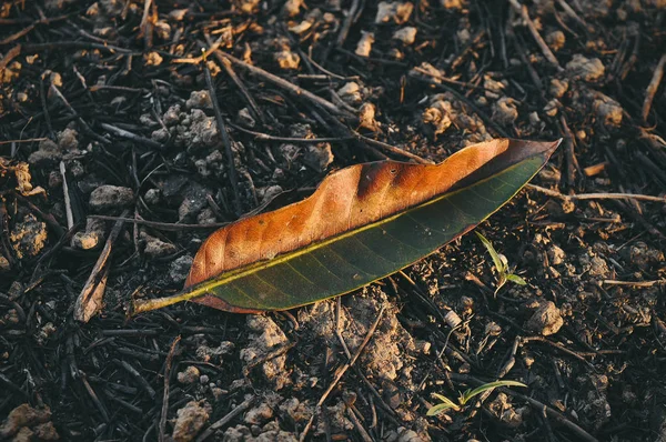 Detailní záběr z hnědé a zelené suché listí na zemi — Stock fotografie