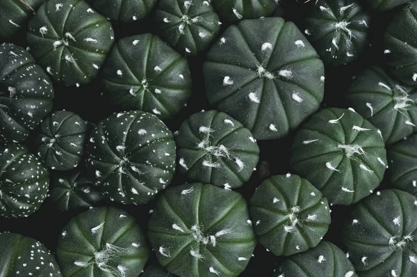 Zblízka kaktus rostlin v hrnci — Stock fotografie