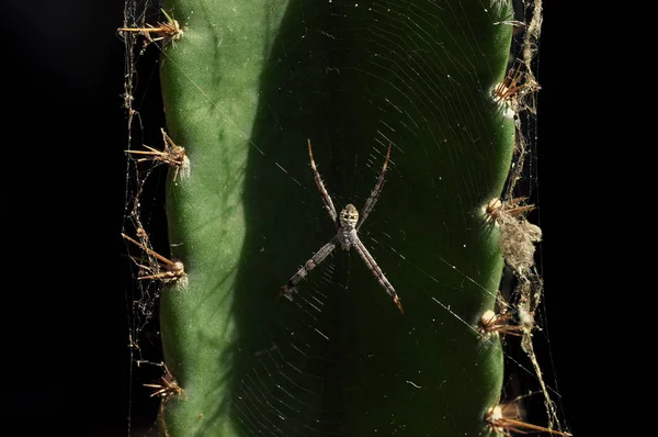 Un ragno con una ragnatela sul cactus — Foto Stock