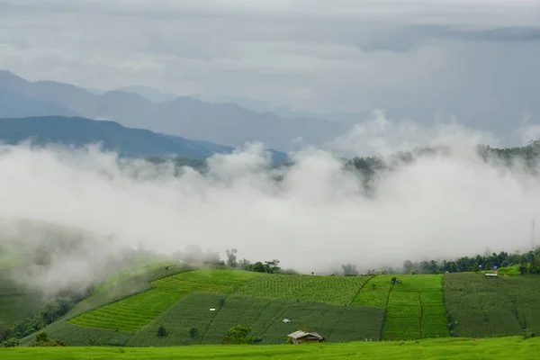 Paysage agricole avec des champs verts sur les collines à Pa Bong Pia — Photo