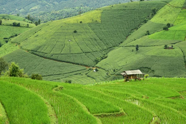 Groene terrasvormige rijst veld in Pa Bong Piang village — Stockfoto