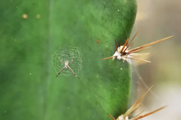 Close up of a spider with a spider web — Stock Photo, Image