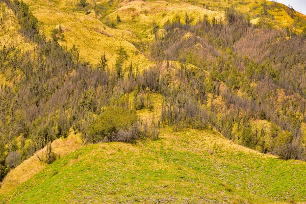 Savana no vulcão Monte Bromo — Fotografia de Stock