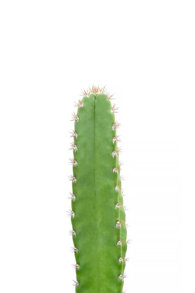 Close up of cactus on isolated background — Stock Photo, Image