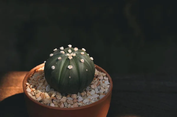 Primer plano de la planta de cactus en la maceta —  Fotos de Stock