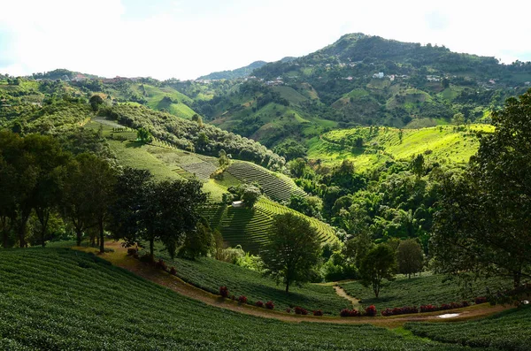 Teeplantagen in doi mae salong — Stockfoto