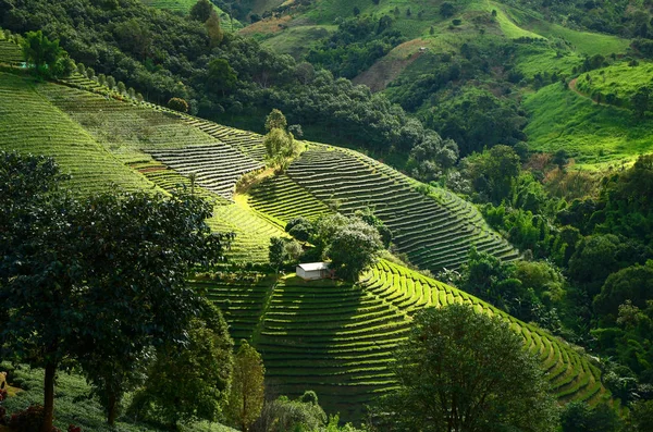 Teeplantagen in doi mae salong — Stockfoto