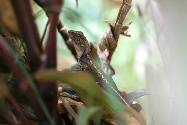 Lagarto de jardín oriental o lagarto cambiante —  Fotos de Stock