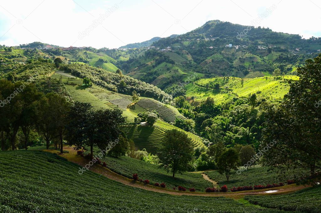 Tea plantations in Doi Mae Salong