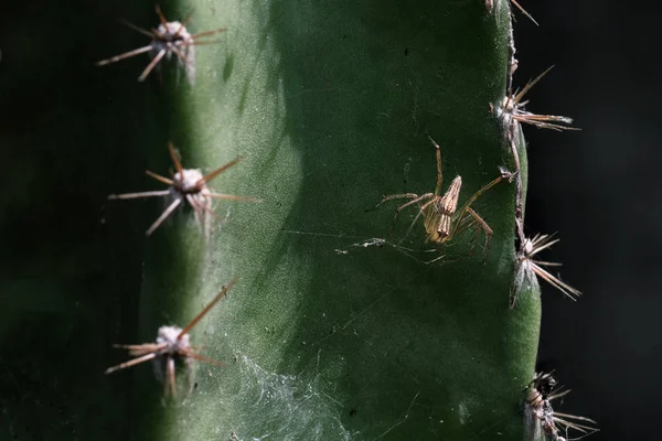 Primo piano di un ragno con una ragnatela — Foto Stock