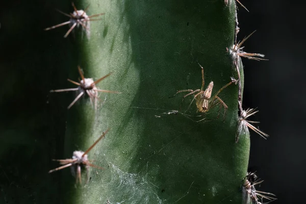 Close up of a spider with a spider web — Stock Photo, Image