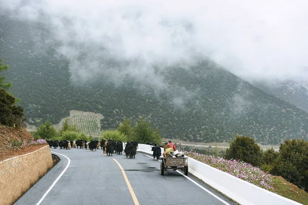 Yaks esperando en la carretera en Yading — Foto de Stock