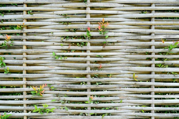 Grön växt på bambu vägg — Stockfoto