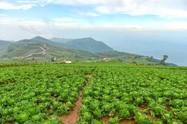 花园里长着新鲜的绿色卷心菜 — 图库照片